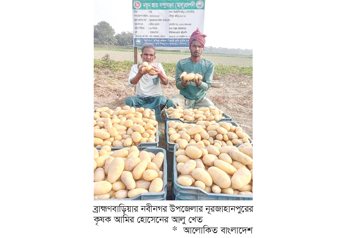 বিএডিসির সানসাইন জাতের আলু চাষে সাফল্য বিএডিসির সানসাইন জাতের আলু চাষে সাফল্য