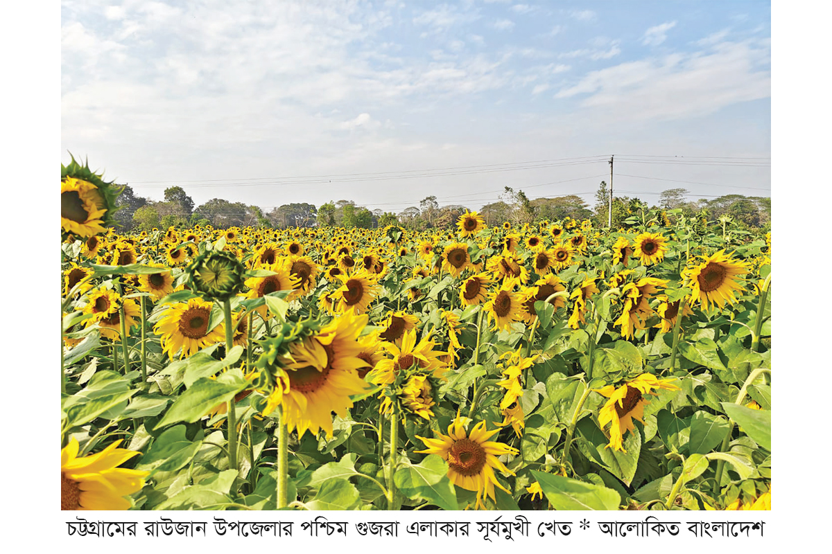 সূর্যমুখী চাষে লাভবান কৃষক সূর্যমুখী চাষে লাভবান কৃষক