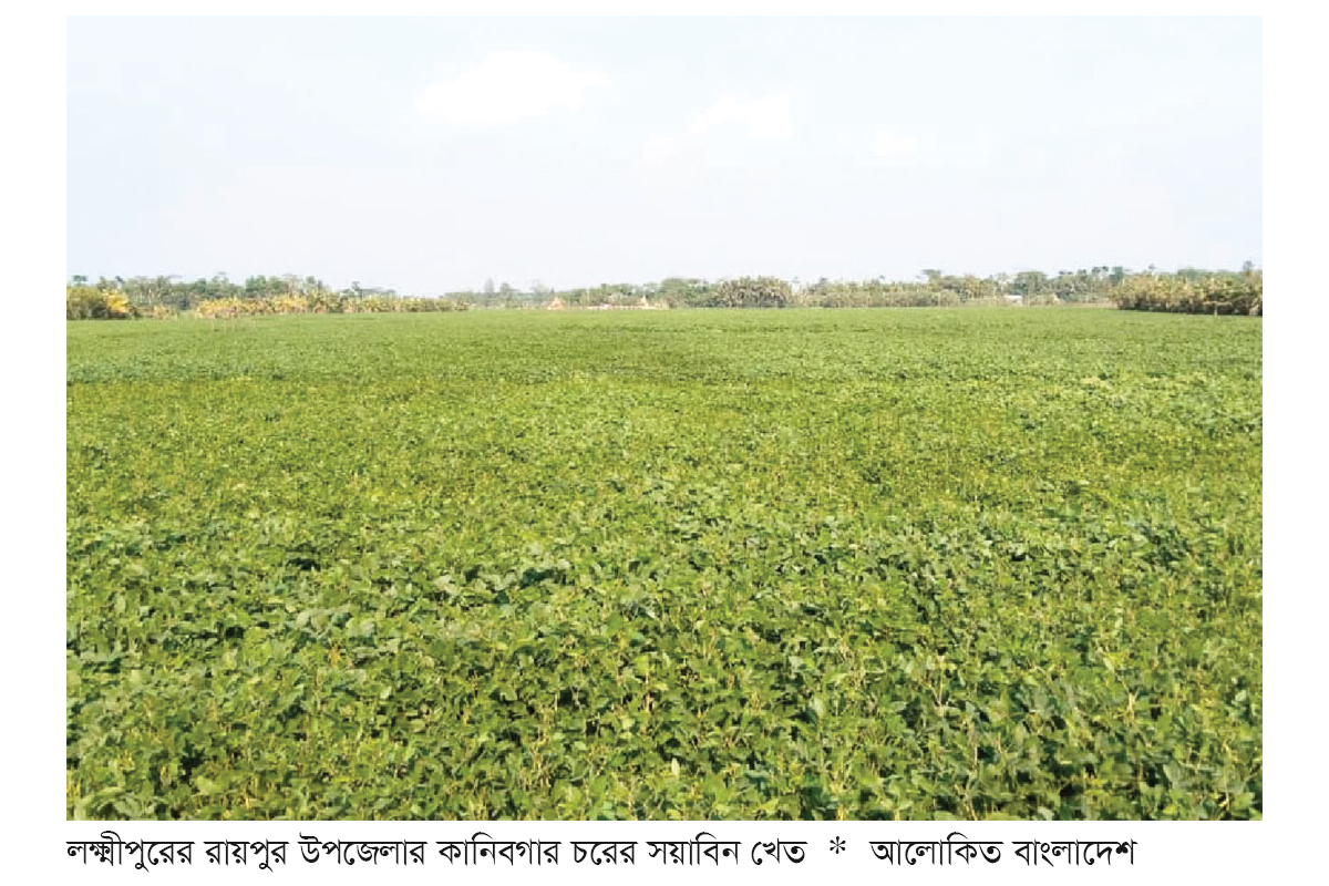 রায়পুরে সয়াবিনের রেকর্ড ফলনের সম্ভাবনা রায়পুরে সয়াবিনের রেকর্ড ফলনের সম্ভাবনা