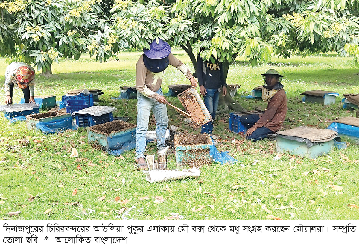 লিচুর বাগানে ‘মধু বিপ্লব’