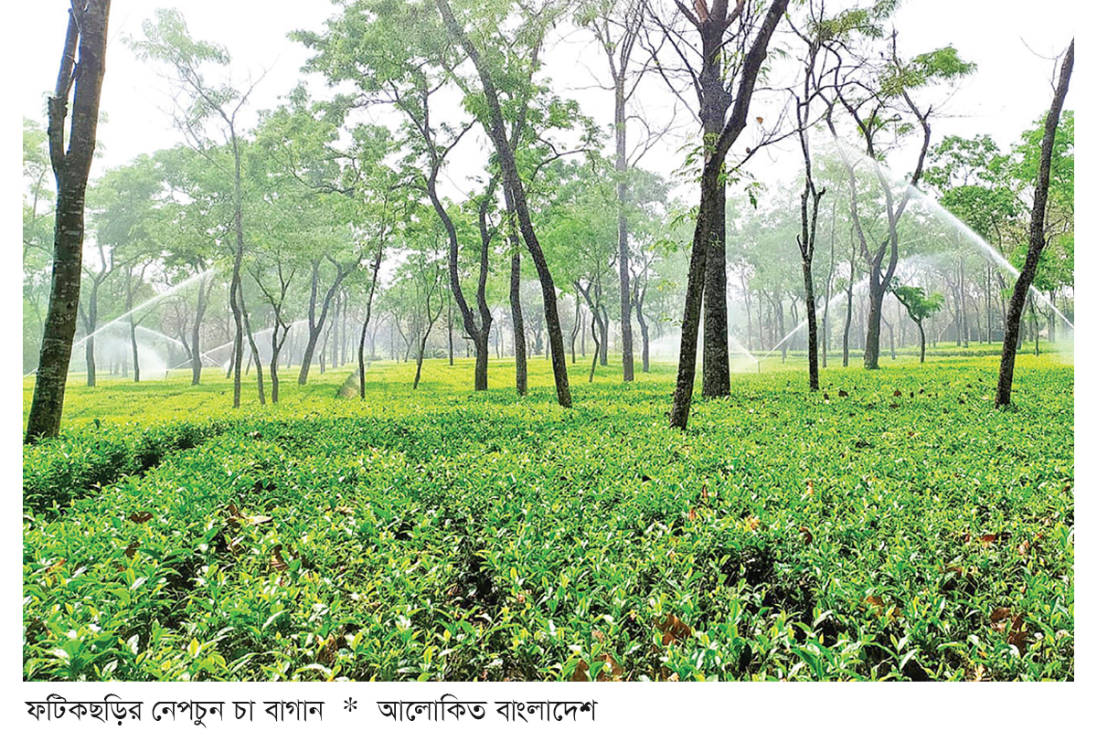ফটিকছড়িতে চা শিল্পের অপার সম্ভাবনা ফটিকছড়িতে চা শিল্পের অপার সম্ভাবনা