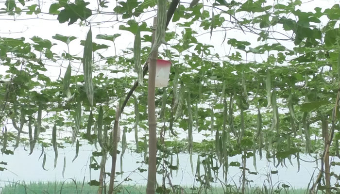 দিনাজপুরে চিচিঙ্গা চাষে কৃষকদের সাফল্য দিনাজপুরে চিচিঙ্গা চাষে কৃষকদের সাফল্য