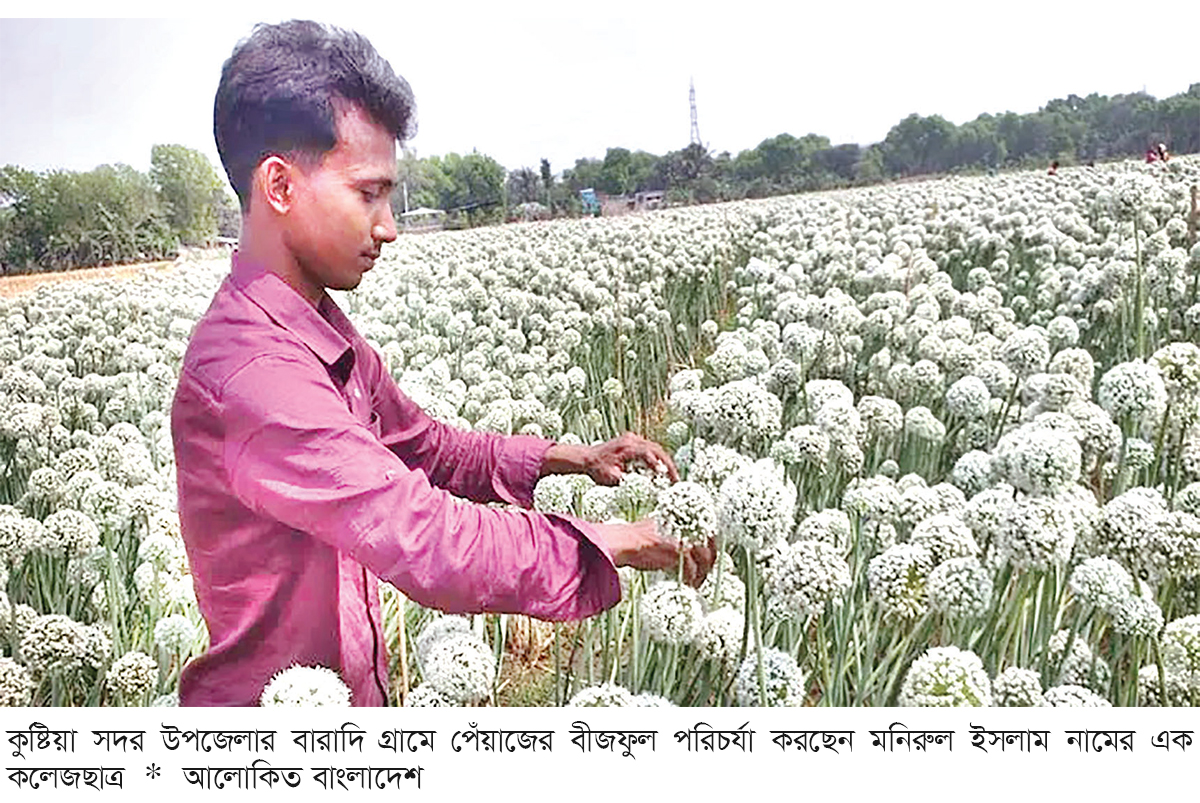 পেঁয়াজের বীজ চাষ করে সাফল্য পেঁয়াজের বীজ চাষ করে সাফল্য