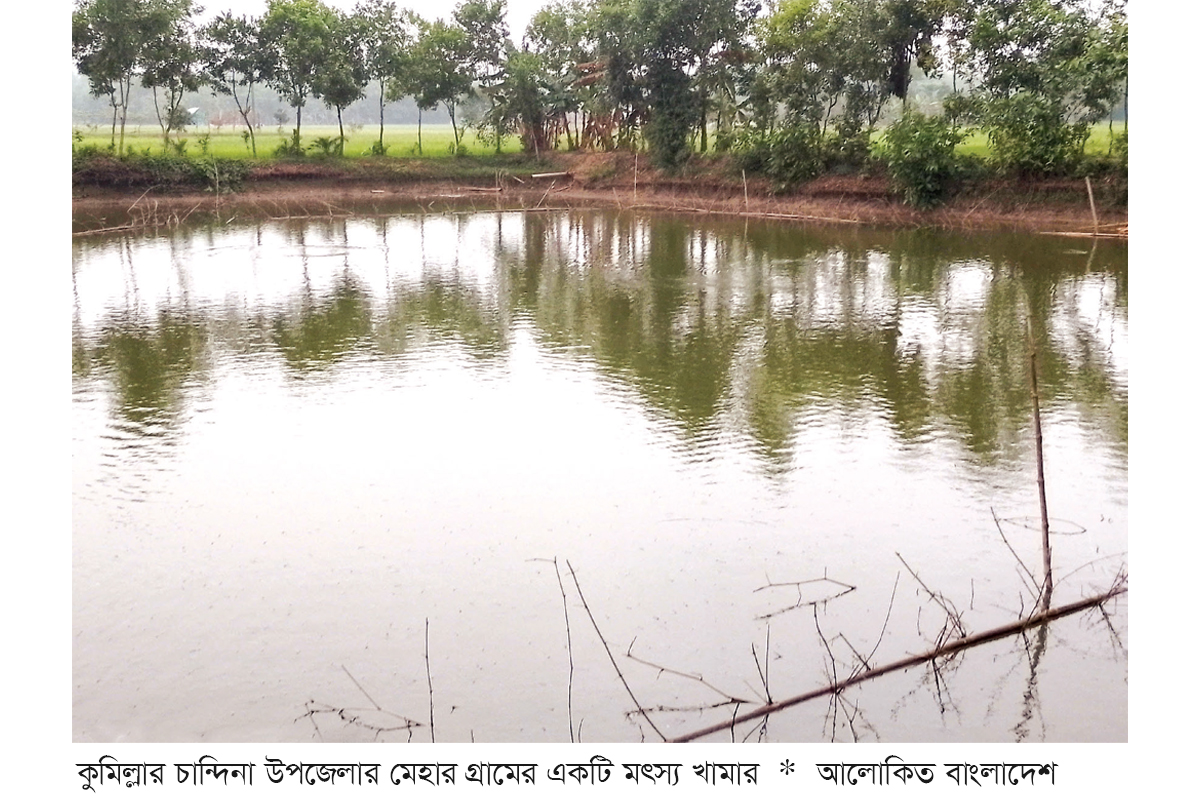 চান্দিনায় মাছ চাষে নীরব বিপ্লব চান্দিনায় মাছ চাষে নীরব বিপ্লব