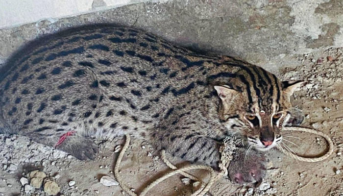 বোয়ালখালীতে মেছো বাঘ আটক বোয়ালখালীতে মেছো বাঘ আটক