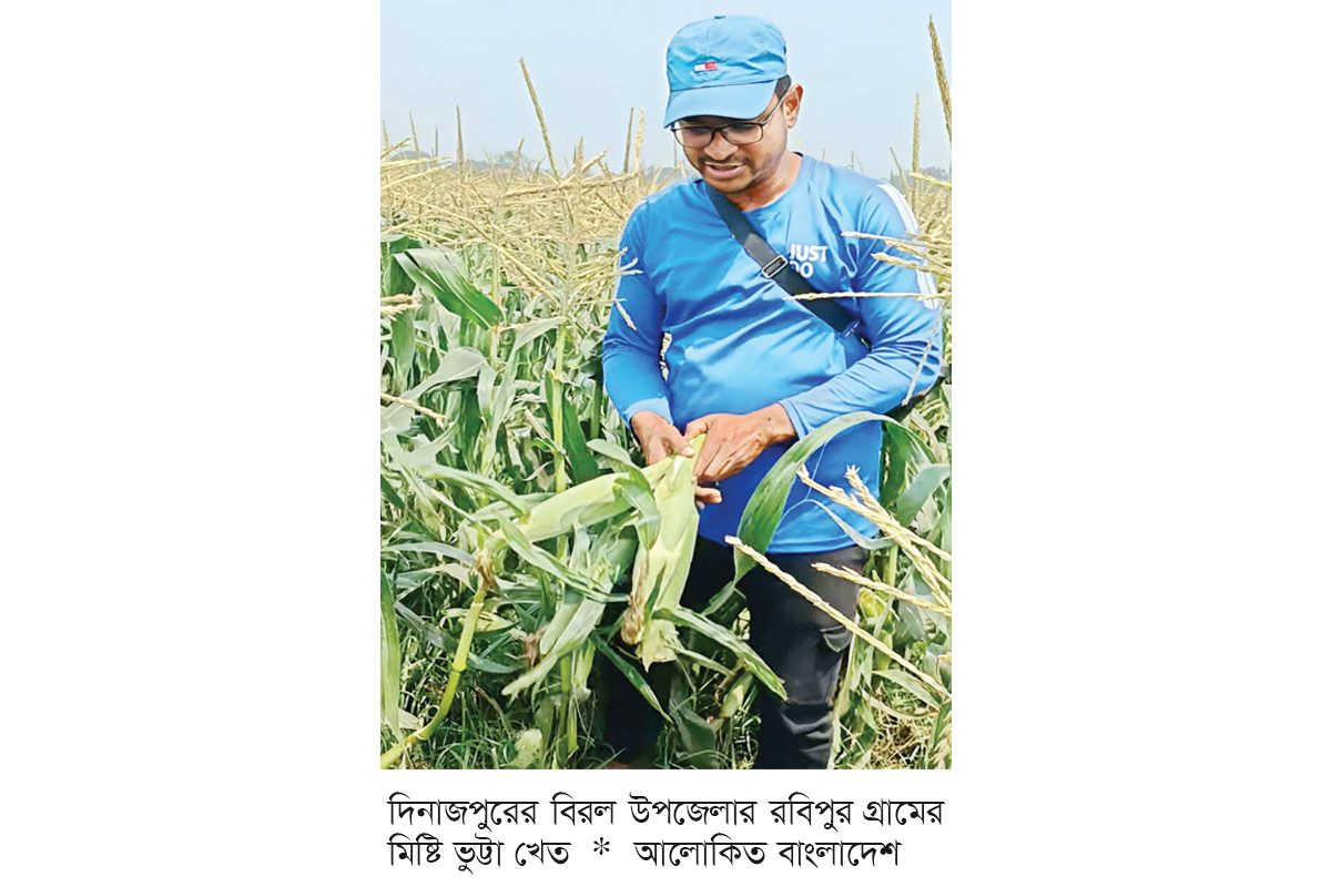 দিনাজপুরে মিষ্টি ভুট্টা চাষে নতুন সম্ভাবনা দিনাজপুরে মিষ্টি ভুট্টা চাষে নতুন সম্ভাবনা