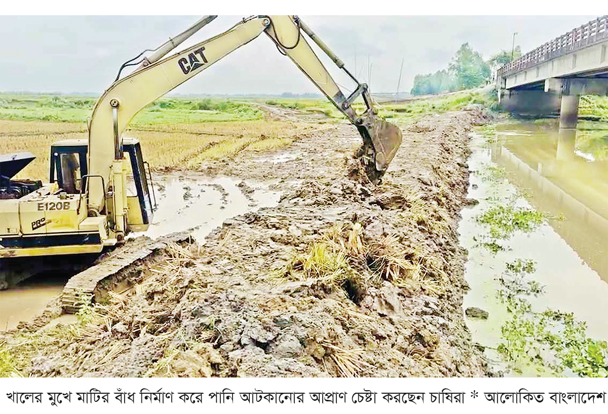 চলনবিলে ঢুকছে পানি বোরো ধান নিয়ে দুশ্চিন্তায় কৃষক