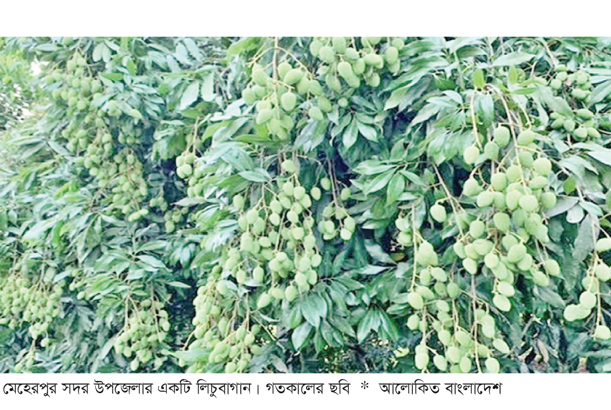 মেহেরপুরে লিচুর ভালো ফলন চাষিদের মুখে হাসি