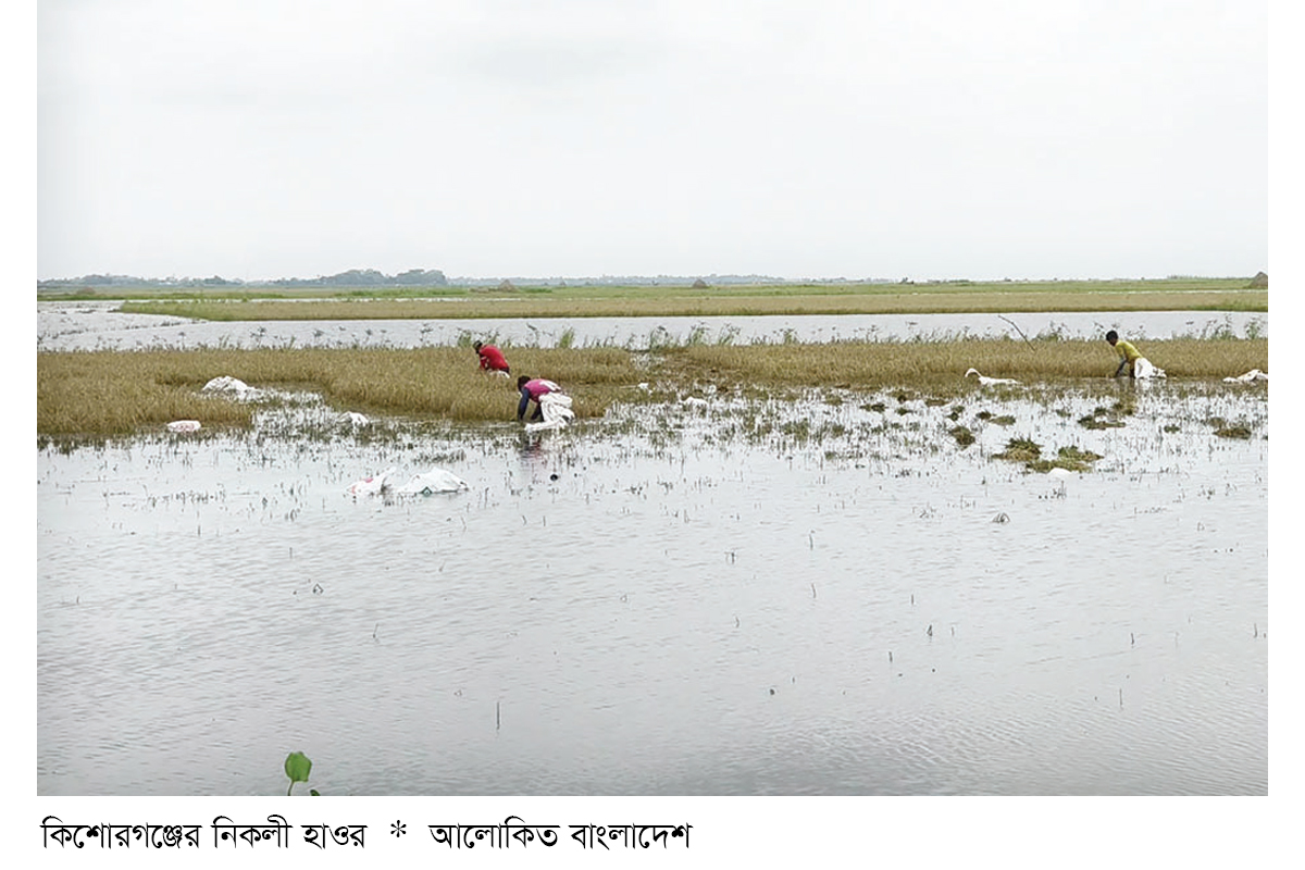 কিশোরগঞ্জে নতুন করে তলিয়ে গেছে আড়াই হাজার হেক্টর জমি কিশোরগঞ্জে নতুন করে তলিয়ে গেছে আড়াই হাজার হেক্টর জমি