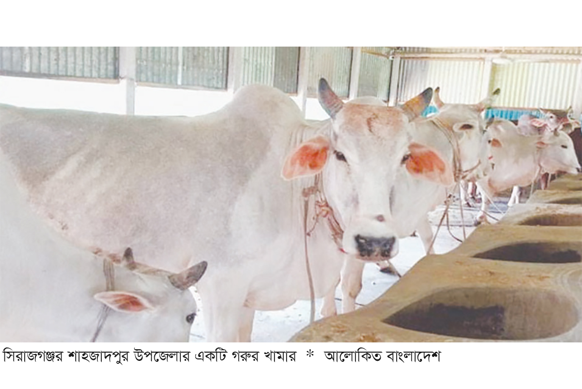 সিরাজগঞ্জে কোরবানির পশু ৬ লক্ষাধিক সিরাজগঞ্জে কোরবানির পশু ৬ লক্ষাধিক