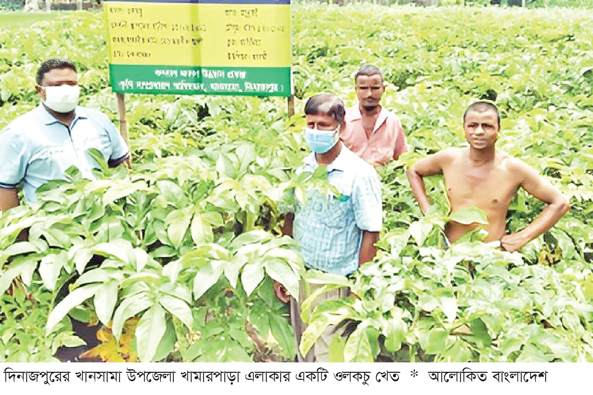 ওলকচুর বাণিজ্যিক চাষে লাভবান কৃষক ওলকচুর বাণিজ্যিক চাষে লাভবান কৃষক