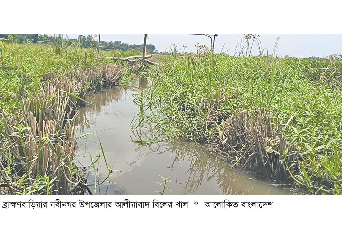 দখল-ভরাটে বিলুপ্তির পথে আলীয়াবাদ খাল দখল-ভরাটে বিলুপ্তির পথে আলীয়াবাদ খাল