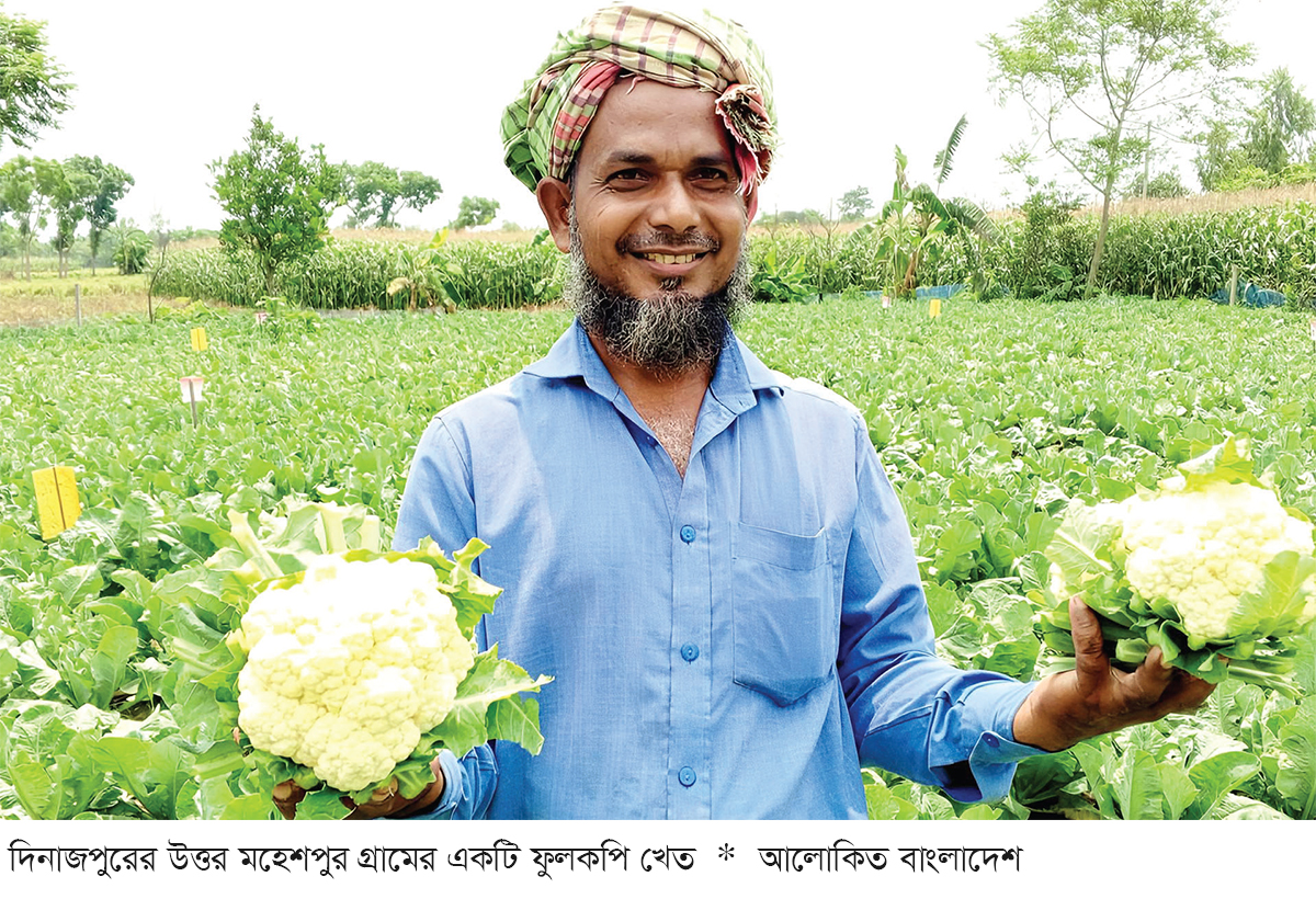 দিনাজপুরে গ্রীষ্মকালীন ফুলকপি চাষে সাফল্য দিনাজপুরে গ্রীষ্মকালীন ফুলকপি চাষে সাফল্য