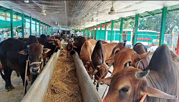 পাবনায় চাহিদার দ্বিগুণ কোরবানির পশু, দাম নিয়ে শঙ্কায় খামারিরা পাবনায় চাহিদার দ্বিগুণ কোরবানির পশু, দাম নিয়ে শঙ্কায় খামারিরা