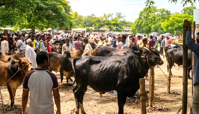 রংপুরে কোরবানির পশু ঘিরে ১০ হাজার কোটি টাকার বাজার রংপুরে কোরবানির পশু ঘিরে ১০ হাজার কোটি টাকার বাজার