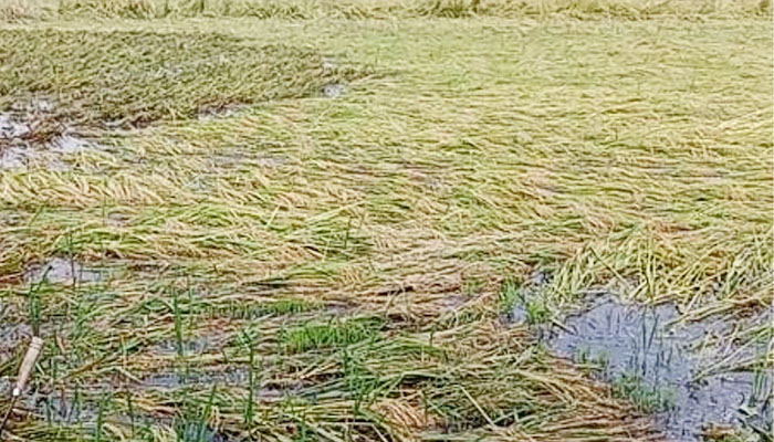 সিরাজগঞ্জে ৩ হাজার বিঘা ধান পানিতে সিরাজগঞ্জে ৩ হাজার বিঘা ধান পানিতে