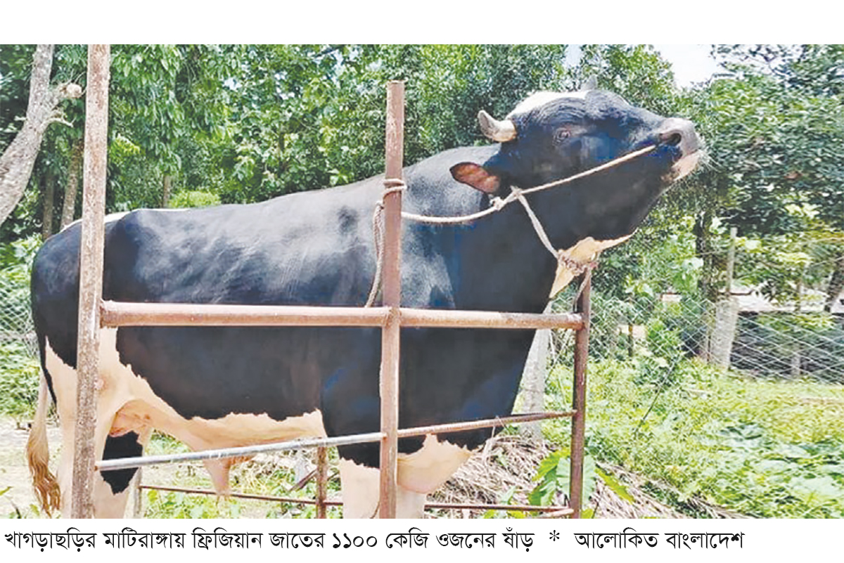 খাগড়াছড়িতে আলোচনায় এক টন ওজনের সম্রাট খাগড়াছড়িতে আলোচনায় এক টন ওজনের সম্রাট