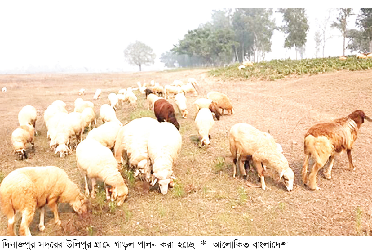 গাড়ল পালনে ফিরছে সচ্ছলতা গাড়ল পালনে ফিরছে সচ্ছলতা