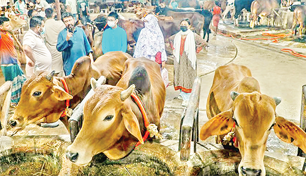 ভোগান্তি এড়াতে আগেভাগেই কোরবানির পশু কিনছেন রাজধানীবাসী ভোগান্তি এড়াতে আগেভাগেই কোরবানির পশু কিনছেন রাজধানীবাসী