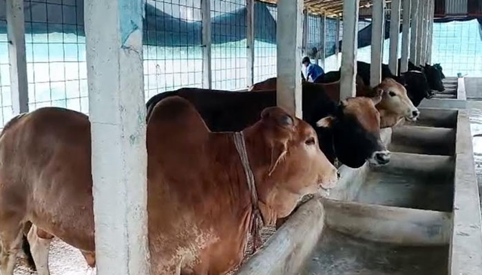 চাঁদপুরে কোরবানির জন্য প্রস্তুত ৬৬ হাজার পশু, ঘাটতি ৯ হাজার চাঁদপুরে কোরবানির জন্য প্রস্তুত ৬৬ হাজার পশু, ঘাটতি ৯ হাজার