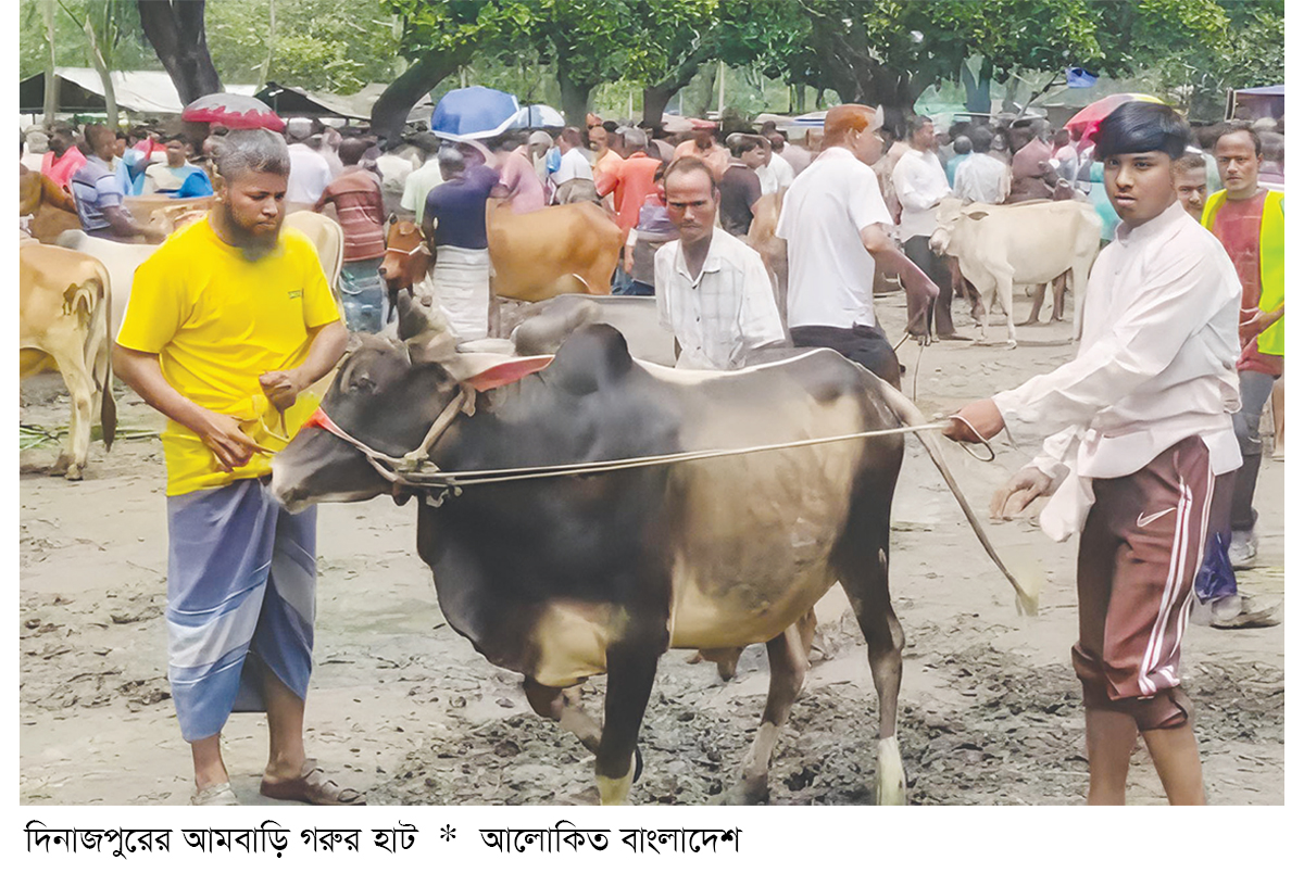 দিনাজপুরে পশুর হাট জমে উঠেছে দিনাজপুরে পশুর হাট জমে উঠেছে