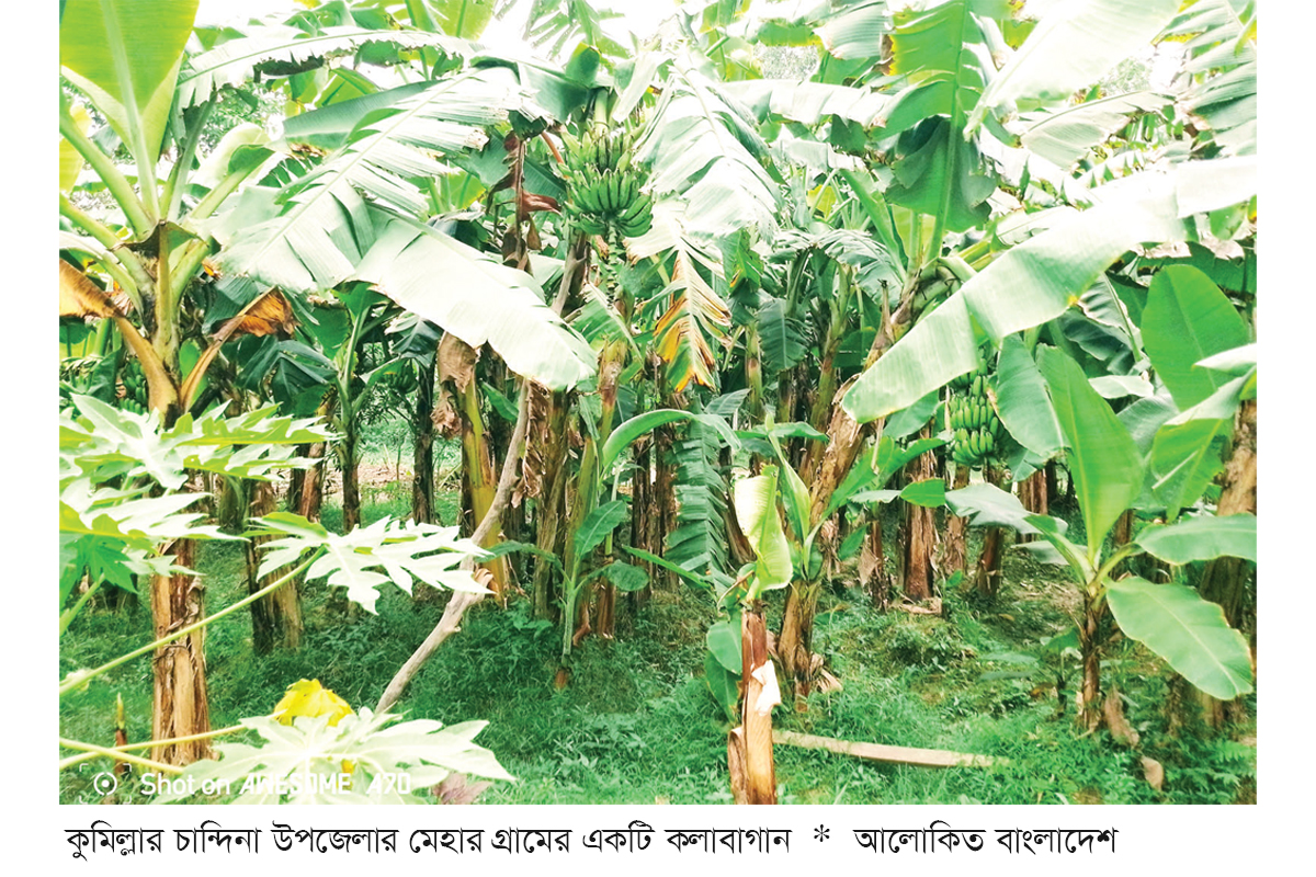 কলা চাষে স্বাবলম্বী কৃষক কলা চাষে স্বাবলম্বী কৃষক