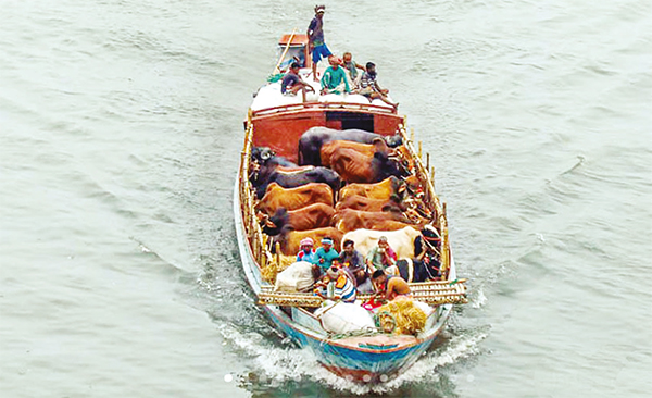 ট্রলারে করে হাটে আনা হচ্ছে কোরবানির পশু ট্রলারে করে হাটে আনা হচ্ছে কোরবানির পশু