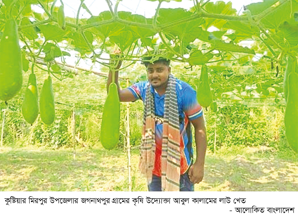 মাচা পদ্ধতিতে লাউ চাষে স্বাবলম্বী কৃষক মাচা পদ্ধতিতে লাউ চাষে স্বাবলম্বী কৃষক