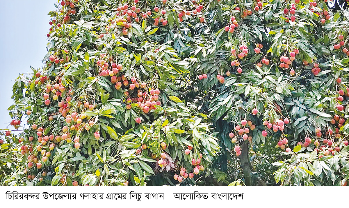 জুনের প্রথম সপ্তাহে বাজারে আসবে দিনাজপুরের রসাল লিচু জুনের প্রথম সপ্তাহে বাজারে আসবে দিনাজপুরের রসাল লিচু