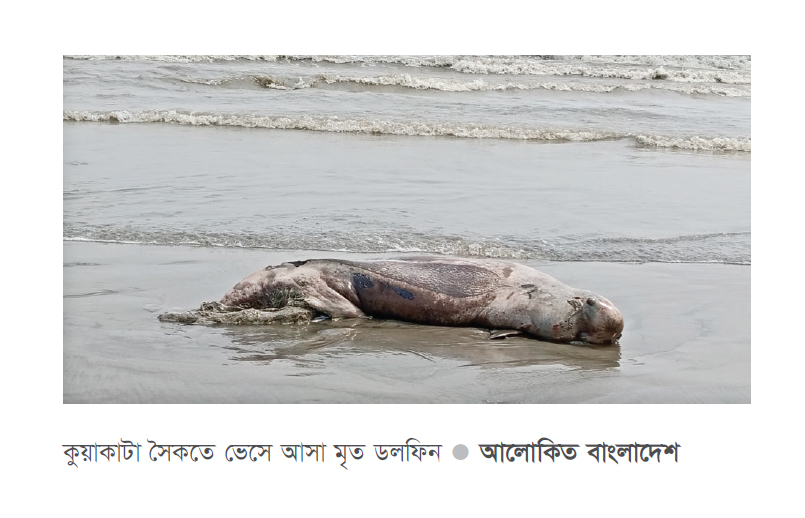 সৈকতে ইরাবতী ডলফিনের মরদেহ সৈকতে ইরাবতী ডলফিনের মরদেহ