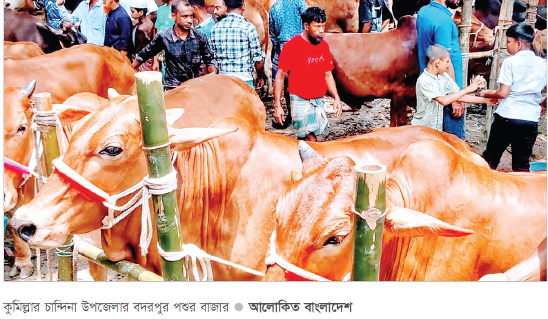 চান্দিনায় জমে উঠেছে পশুর হাট চান্দিনায় জমে উঠেছে পশুর হাট