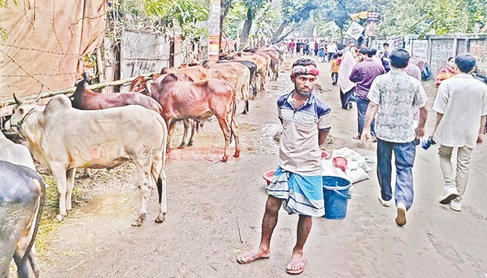 জমে উঠেছে পশুর হাট জমে উঠেছে পশুর হাট