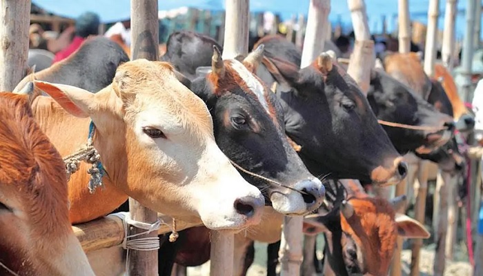 এবার ঈদে প্রায় ১ কোটি পশু কুরবানির সম্ভাবনা এবার ঈদে প্রায় ১ কোটি পশু কুরবানির সম্ভাবনা