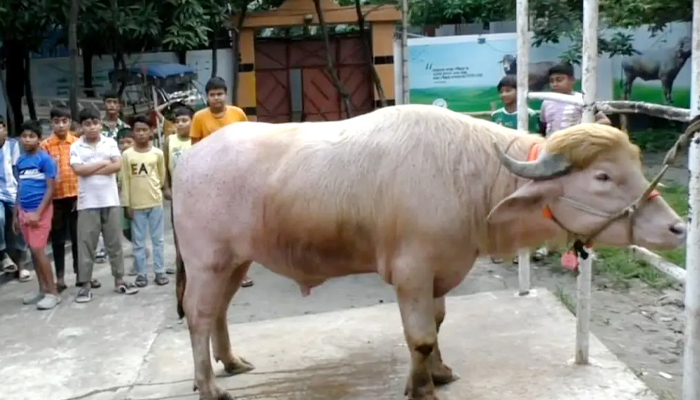 কোরবানি হচ্ছে না ‘ডোনাল্ড ট্রাম্প’ মহিষ, নেয়া হলো চিড়িয়াখানায় কোরবানি হচ্ছে না ‘ডোনাল্ড ট্রাম্প’ মহিষ, নেয়া হলো চিড়িয়াখানায়