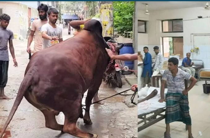 কোরবানির পশুর লাথি-গুঁতায় পঙ্গু হাসপাতালে ৩৩ জন, ১৫ ঘণ্টায় আহত ১৬৮ কোরবানির পশুর লাথি-গুঁতায় পঙ্গু হাসপাতালে ৩৩ জন, ১৫ ঘণ্টায় আহত ১৬৮