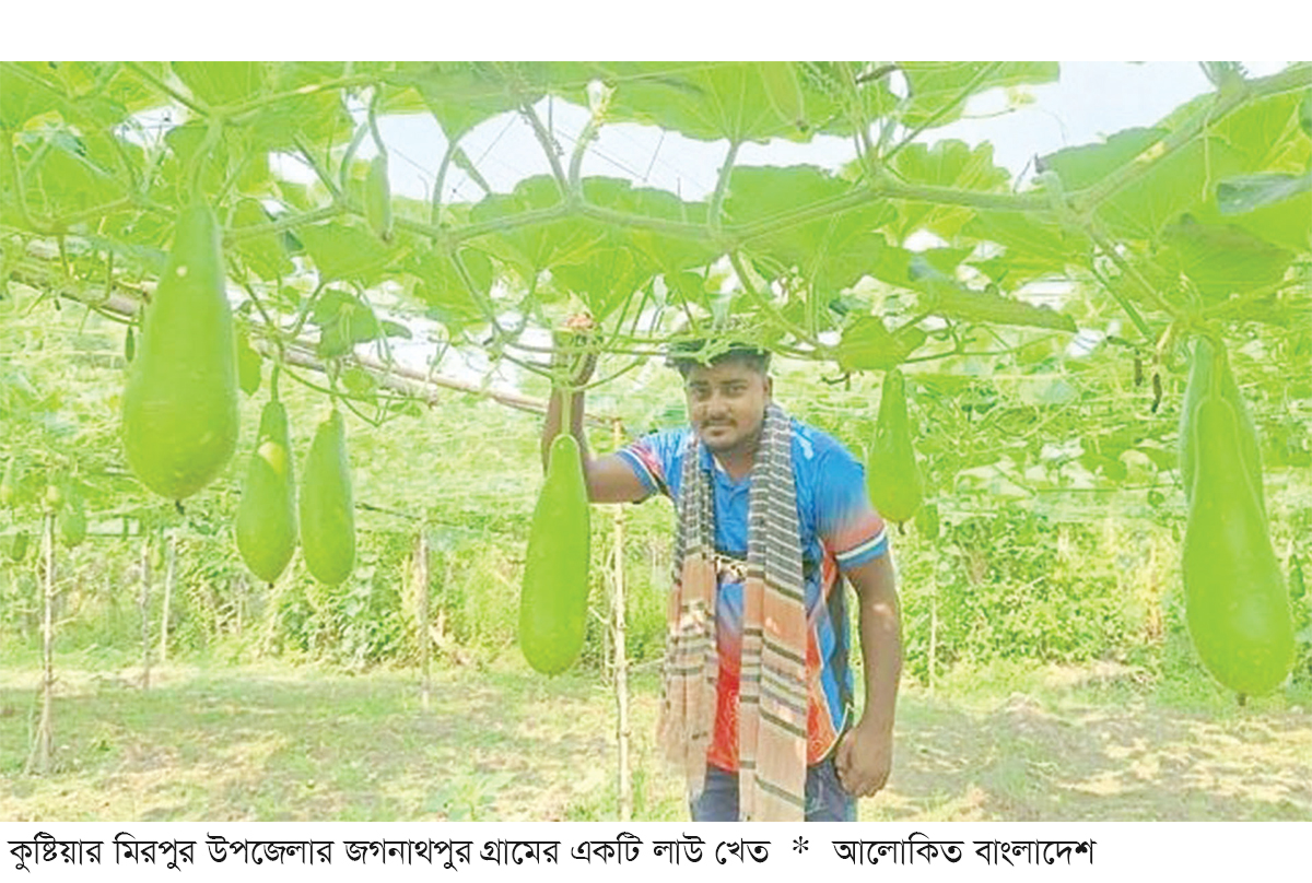 মাচা পদ্ধতিতে লাউ চাষে লাভবান কৃষক মাচা পদ্ধতিতে লাউ চাষে লাভবান কৃষক