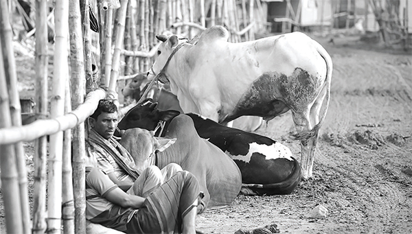 গরুর ব্যবসায়ীদের আর্তনাদ গরুর ব্যবসায়ীদের আর্তনাদ