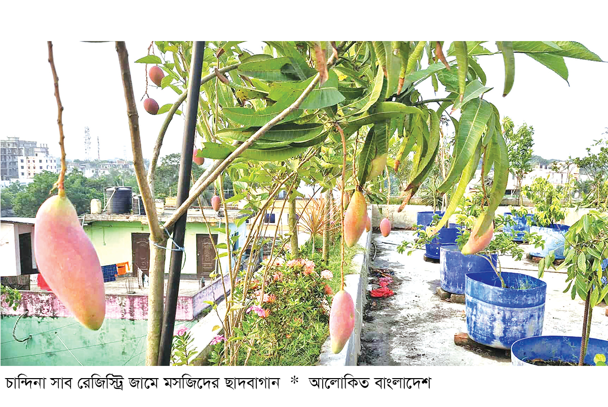 মসজিদের ছাদবাগানে দেশি বিদেশি ফলের সমাহার মসজিদের ছাদবাগানে দেশি বিদেশি ফলের সমাহার