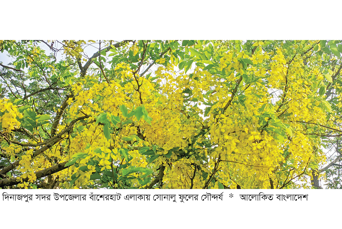 প্রকৃতিতে সৌন্দর্য ছড়াচ্ছে সোনালু ফুল প্রকৃতিতে সৌন্দর্য ছড়াচ্ছে সোনালু ফুল