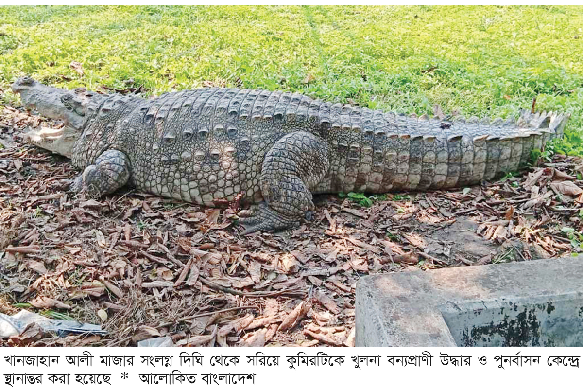 পুনর্বাসন কেন্দ্রে মাজারের সেই কুমির পুনর্বাসন কেন্দ্রে মাজারের সেই কুমির