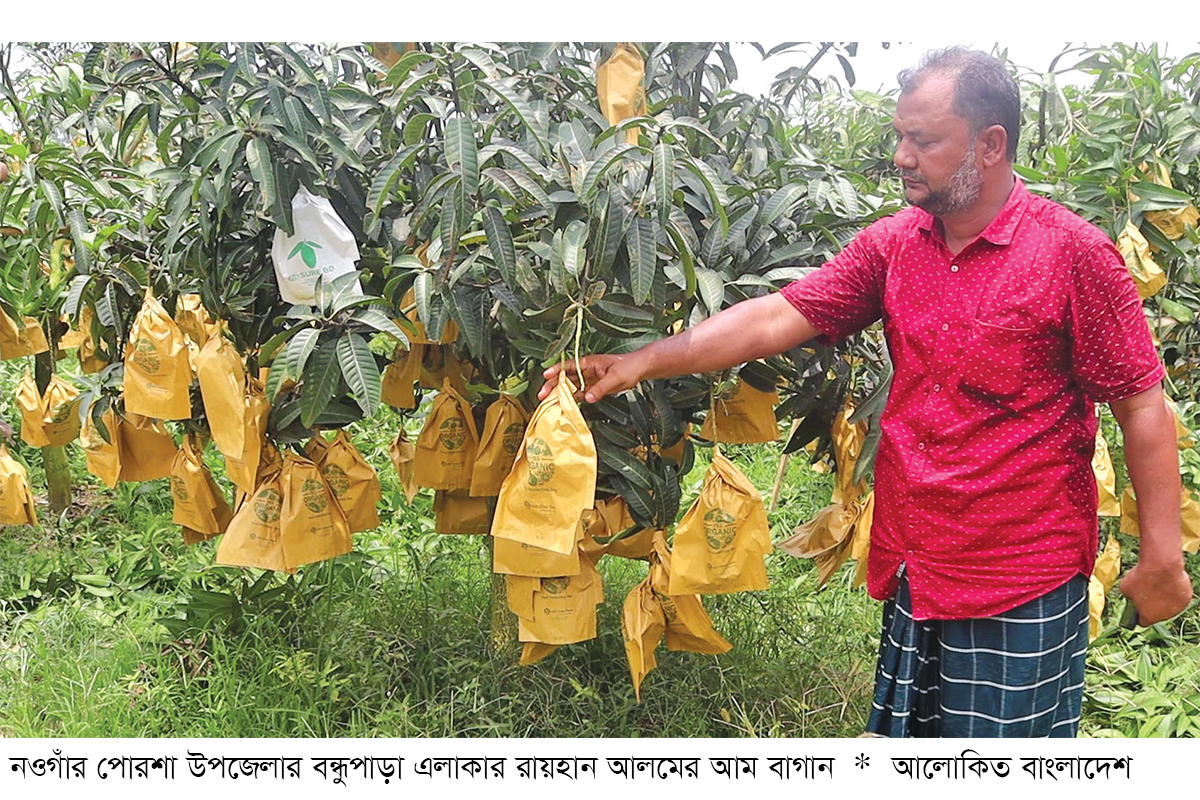 নওগাঁয় দ্বিগুণ দামে ফ্রুট ব্যাগ বিক্রি, আমচাষিরা বিপাকে নওগাঁয় দ্বিগুণ দামে ফ্রুট ব্যাগ বিক্রি, আমচাষিরা বিপাকে