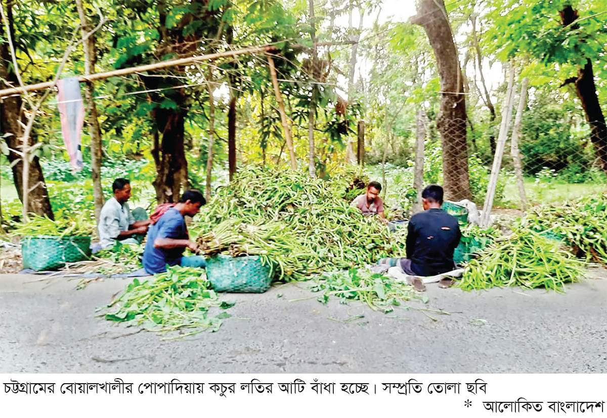 বোয়ালখালীতে কচুর লতির বাম্পার ফলন বোয়ালখালীতে কচুর লতির বাম্পার ফলন