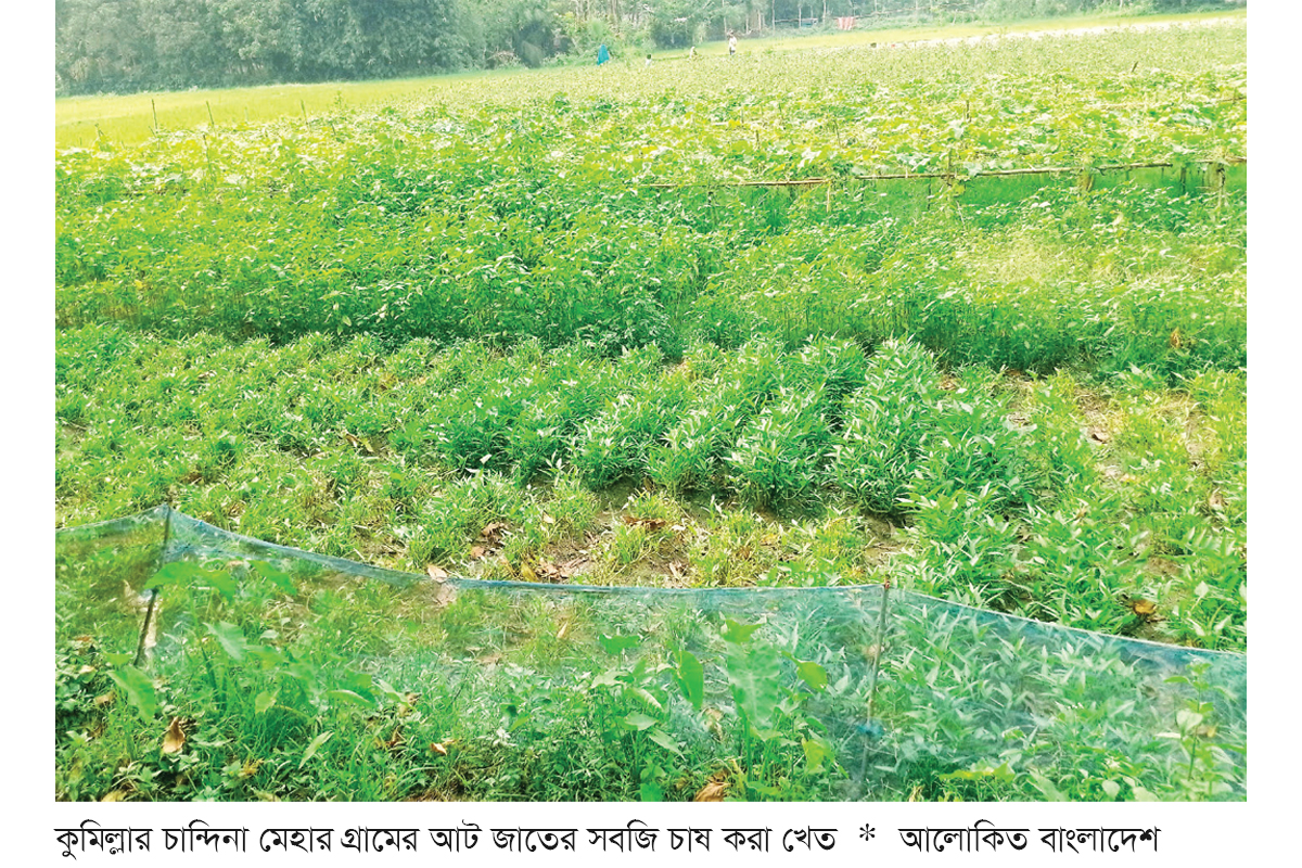 এক খেতে আট জাতের সবজি আবাদ এক খেতে আট জাতের সবজি আবাদ