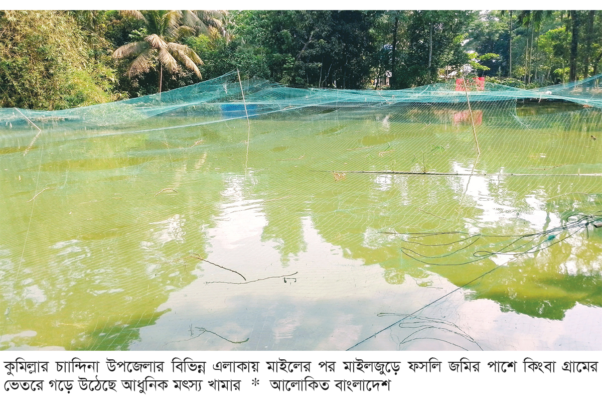 চান্দিনায় মাছ চাষে নীরব বিপ্লব চান্দিনায় মাছ চাষে নীরব বিপ্লব