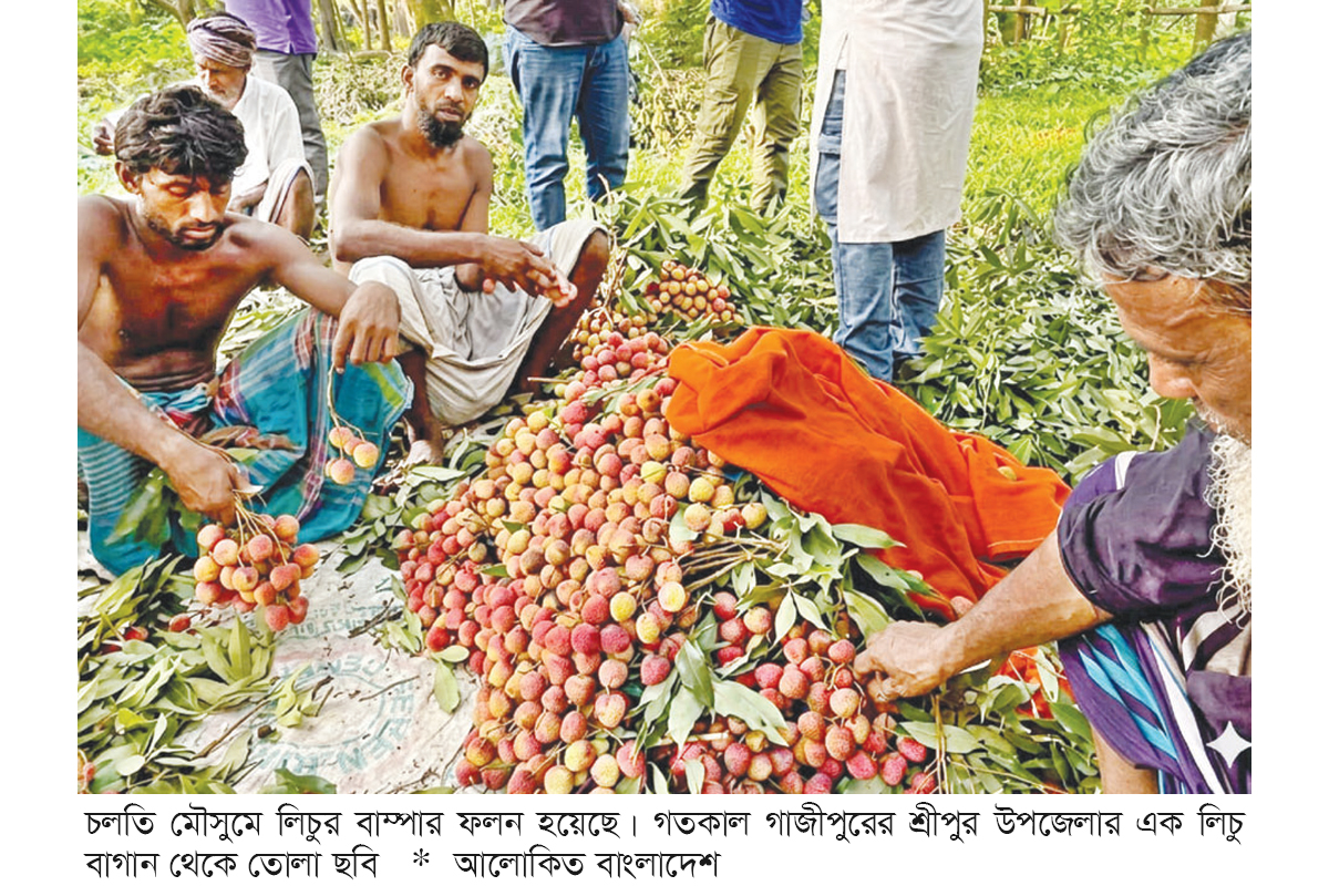 গাজীপুরে এবার ২৭ হাজার টনের বেশি লিচু উৎপাদনের আশা গাজীপুরে এবার ২৭ হাজার টনের বেশি লিচু উৎপাদনের আশা