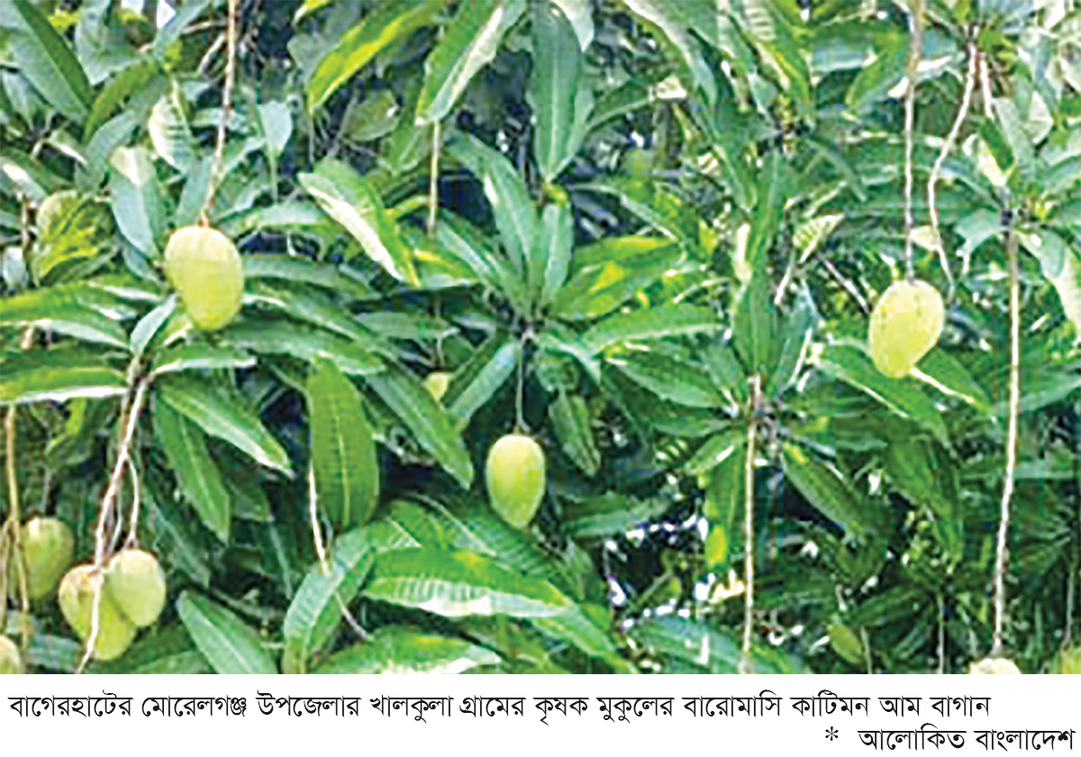 বারোমাসি কাটিমন আমে বিপ্লব বদলে যাচ্ছে কৃষির চিত্র বারোমাসি কাটিমন আমে বিপ্লব বদলে যাচ্ছে কৃষির চিত্র