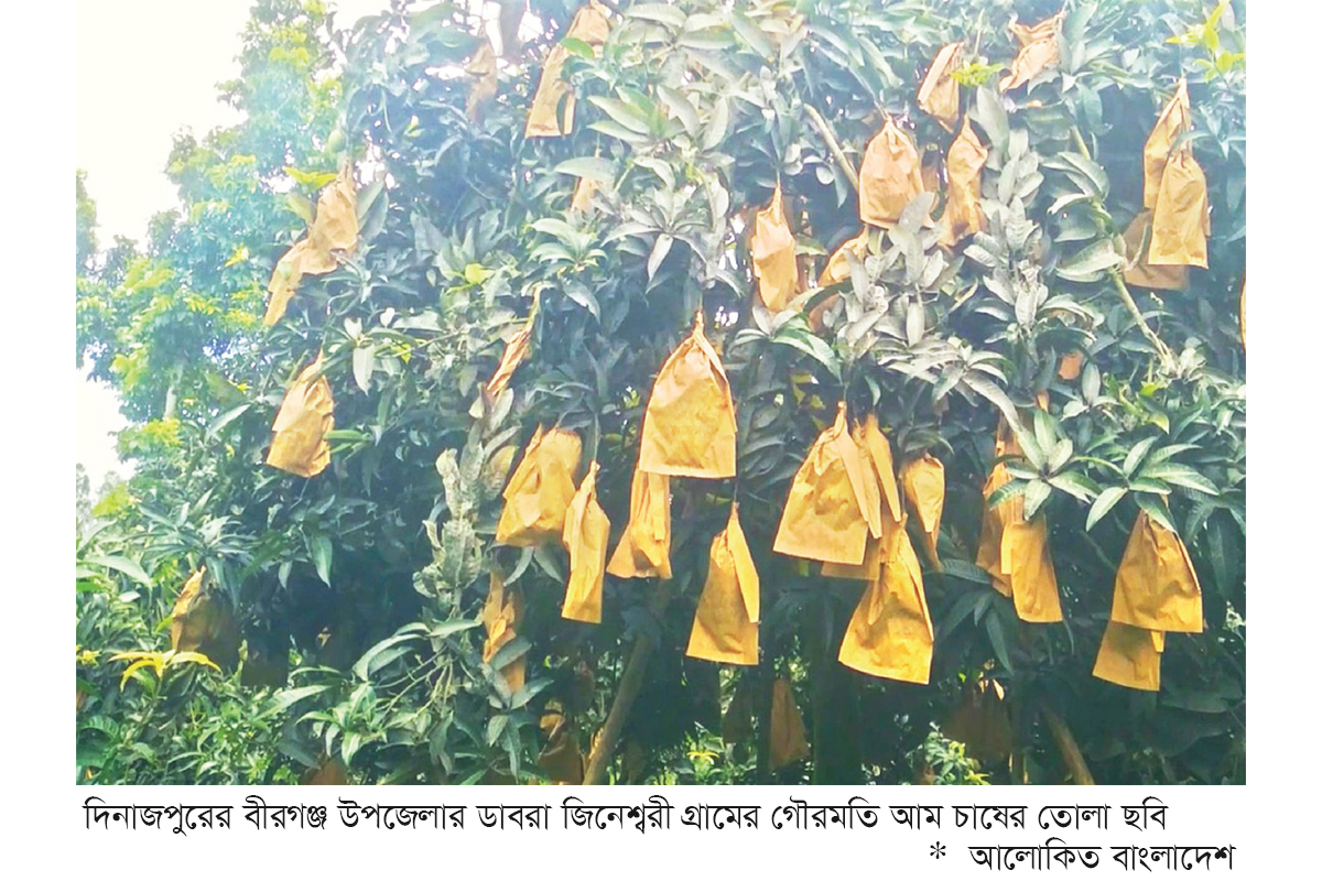 আধুনিক পদ্ধতিতে গৌরমতি আম চাষে লাখপতি মোস্তফা আধুনিক পদ্ধতিতে গৌরমতি আম চাষে লাখপতি মোস্তফা