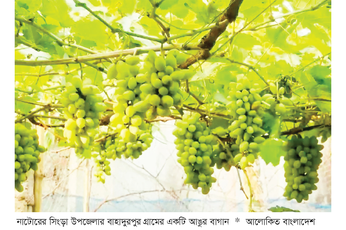 সিংড়ায় আঙুর চাষে বাণিজ্যিক সাফল্য সিংড়ায় আঙুর চাষে বাণিজ্যিক সাফল্য