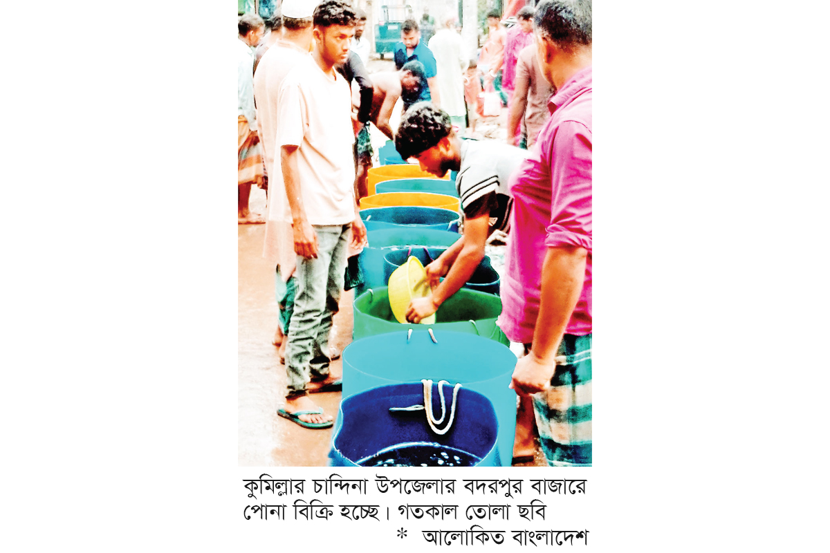 মাছের পোনায় ফিরছে সচ্ছলতা মাছের পোনায় ফিরছে সচ্ছলতা