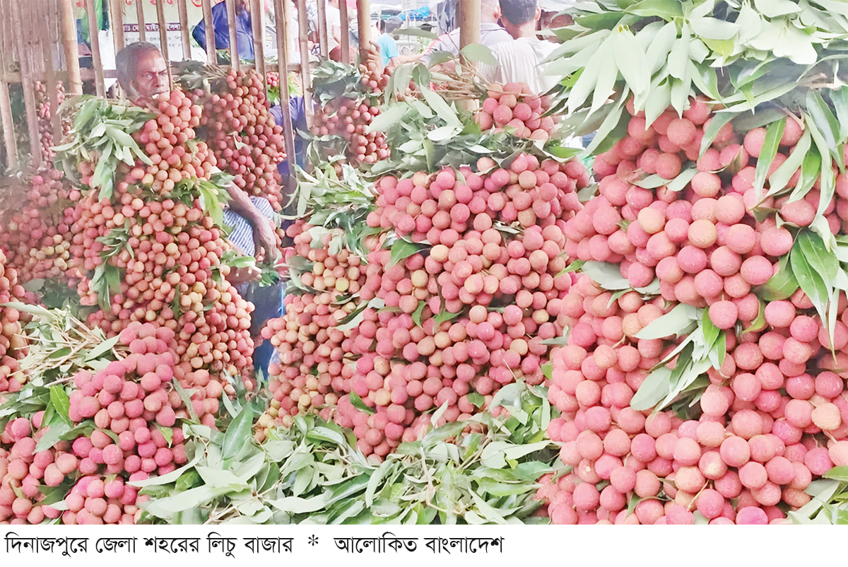 দিনাজপুরে একদিনে বিক্রি হয় ১৫ কোটি টাকার লিচু দিনাজপুরে একদিনে বিক্রি হয় ১৫ কোটি টাকার লিচু